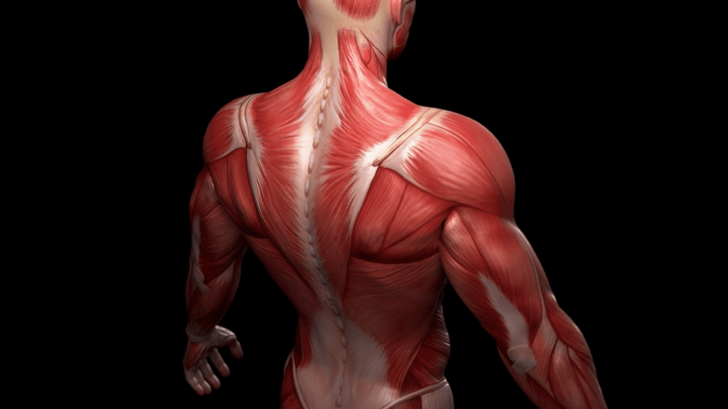 Let's Talk Muscles - Bourdage Chiropractic & Wellness